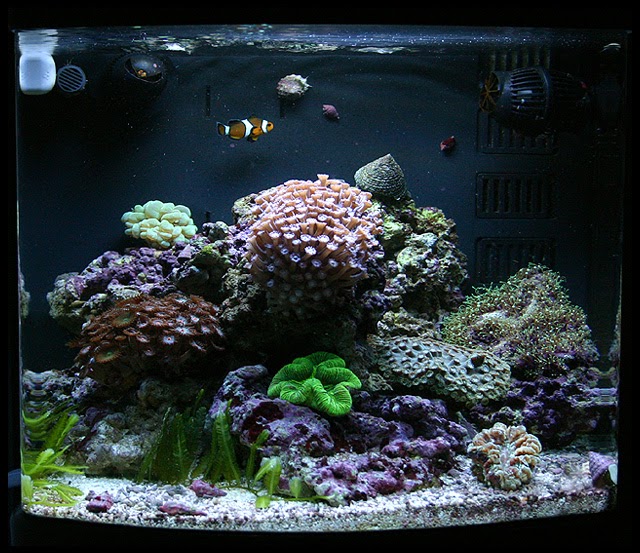 58 L Nano Reef Journal Trochus sp. the best hair algae eating snail