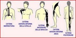 Classificação das Cadeias Musculares - Faça Fisioterapia