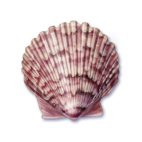 scallop shells