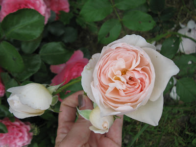 Hab Ich Da Eine Heritage Mein Schoner Garten Forum