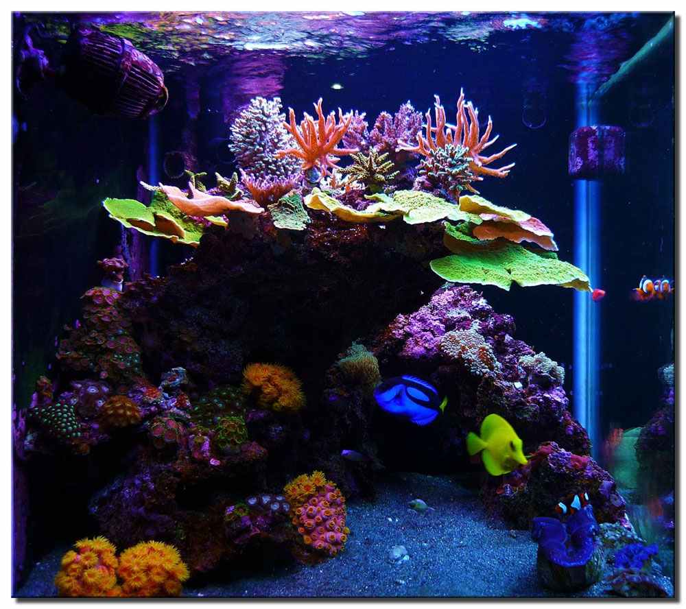 reef_aquascape.jpg