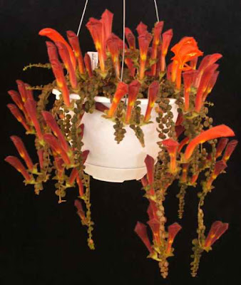 hot goldfish plant pictures. columnea goldfish plant. hot goldfish plant pictures.
