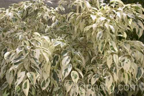 [FicusbenjaminaStarlight.jpg]
