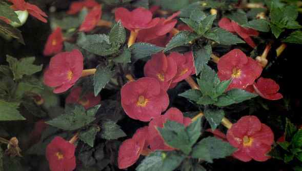 columnea goldfish plant. goldfish plant pictures. columnea goldfish plant.