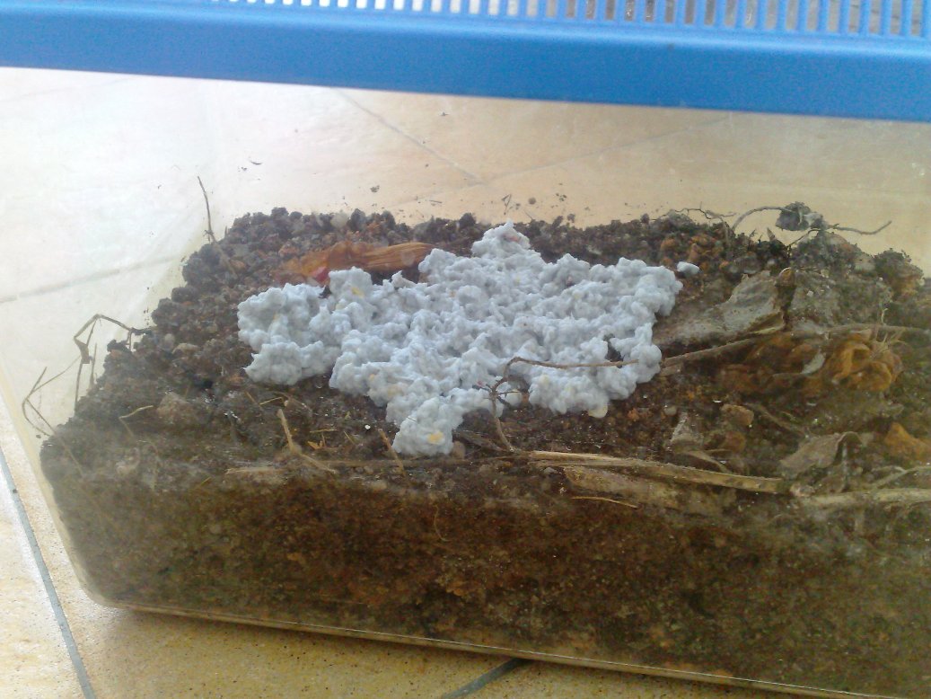 http://4.bp.blogspot.com/_dLT98yu4SB8/S8QUPEPN95I/AAAAAAAAD7I/RO8EL1lLwGs/s1600/Project+earthworms+-+food+processing+7.jpg