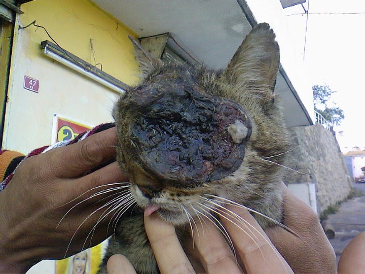 ne ki şimdi bu? of be yavrum be