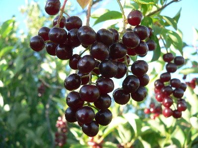 [Chokecherries.jpg]