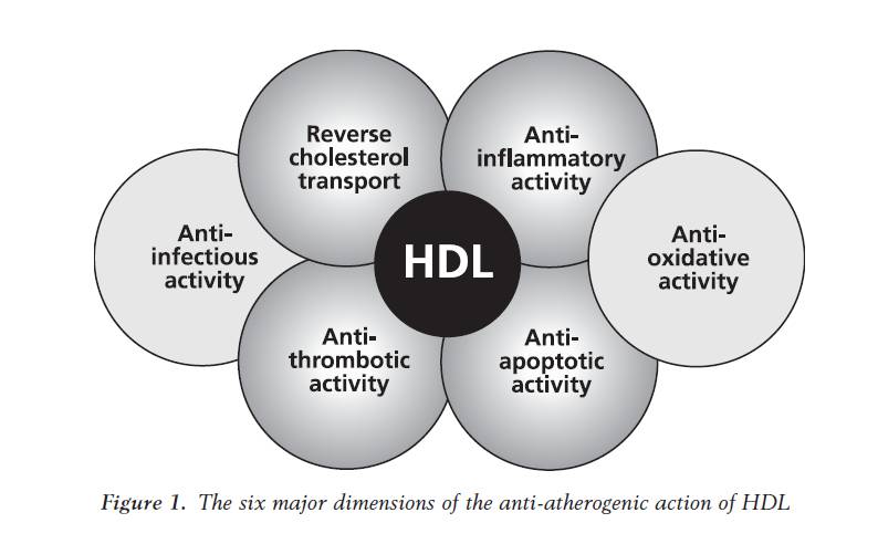 to take for increasing HDL