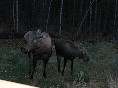 The Moose Are On The Loose!