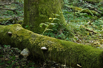 La Galerie d'un Évoli sans cervelle... The+old+forest+2+de+Bogdan+Jankowski