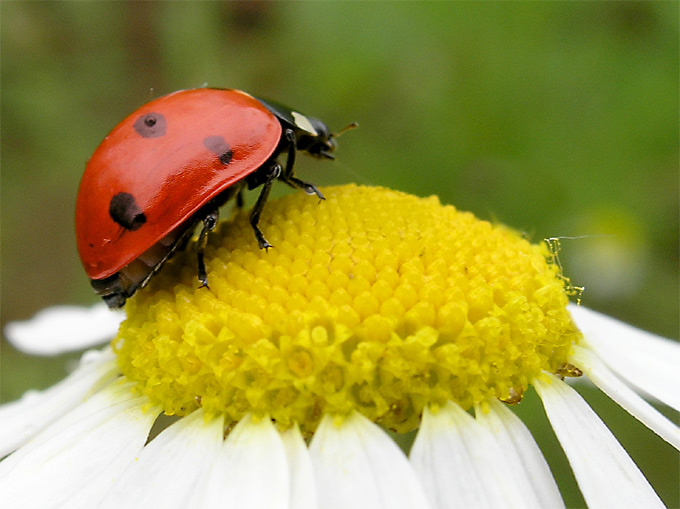 [ladybug.jpg]