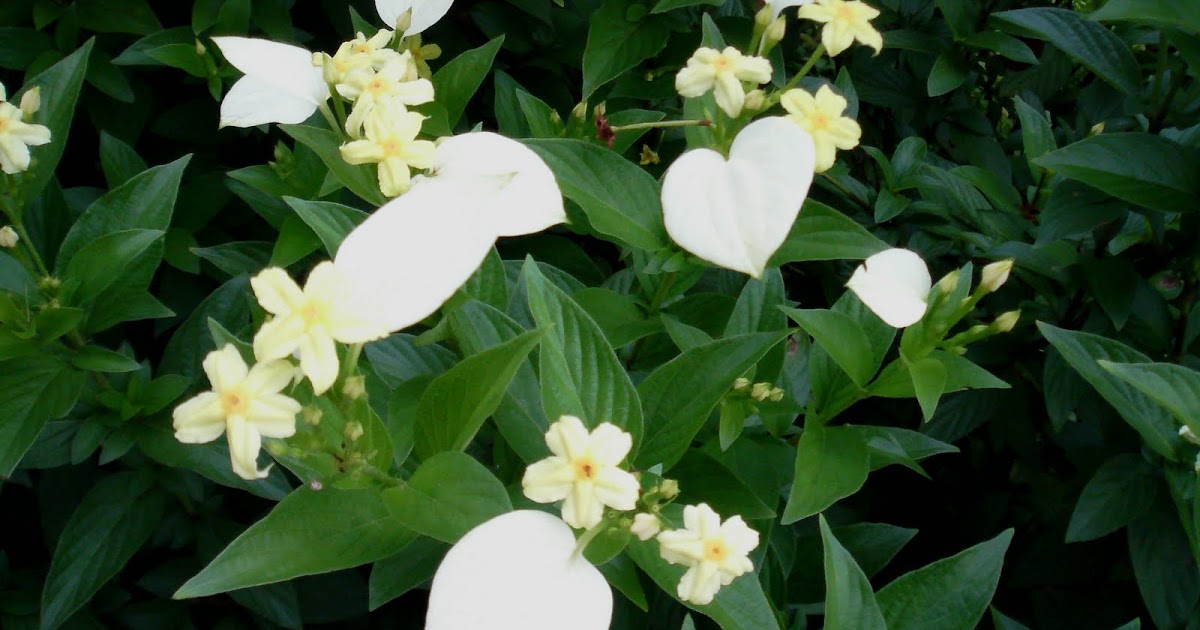 All The Plants (2nd Ed.): Mussaenda glabra (Dwarf Yellow Mussaenda)