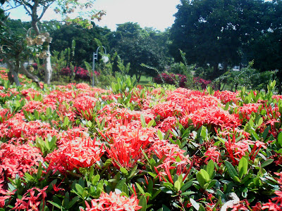 Ixora Sunkist