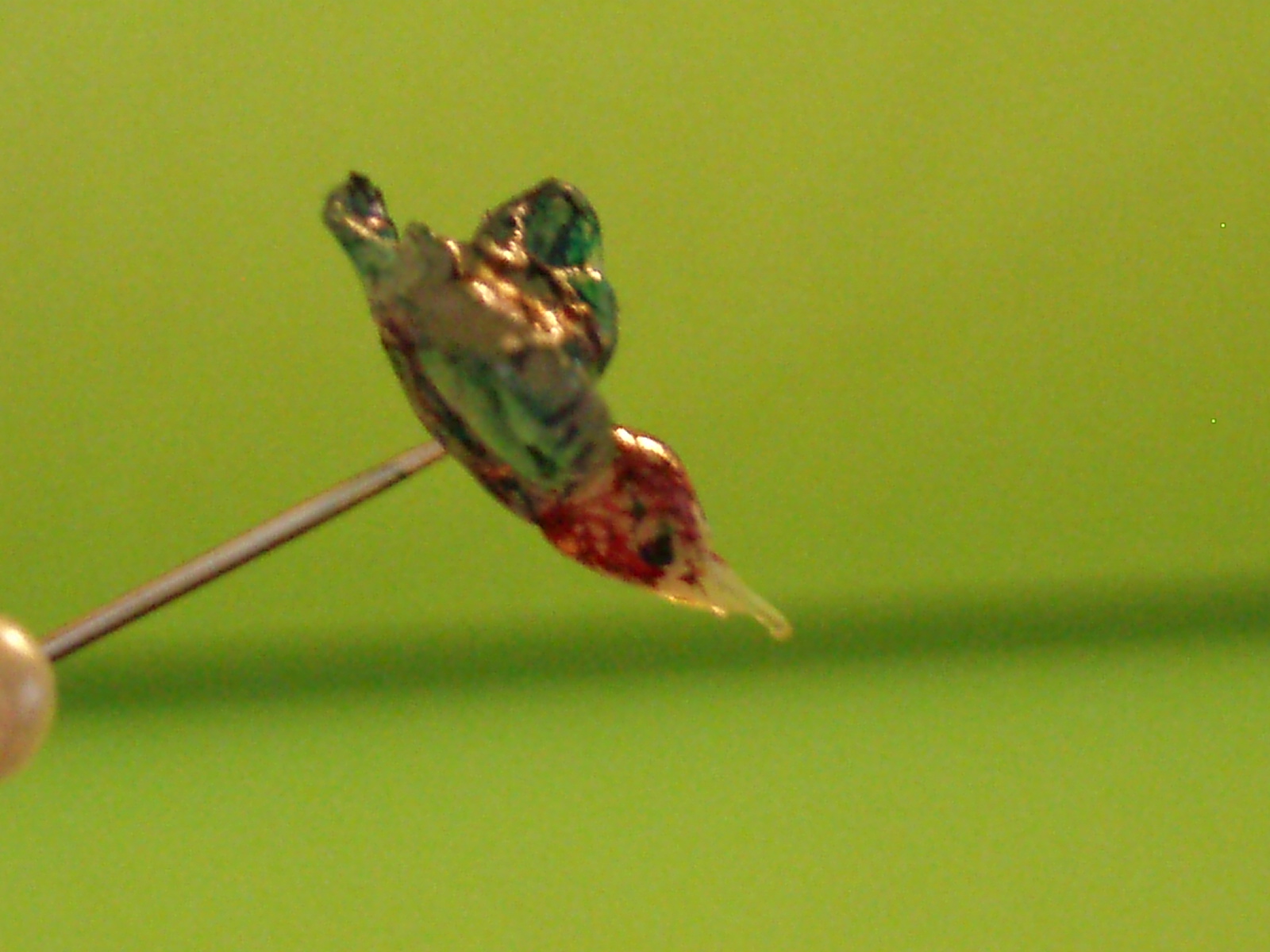 [P5240891.JPG]