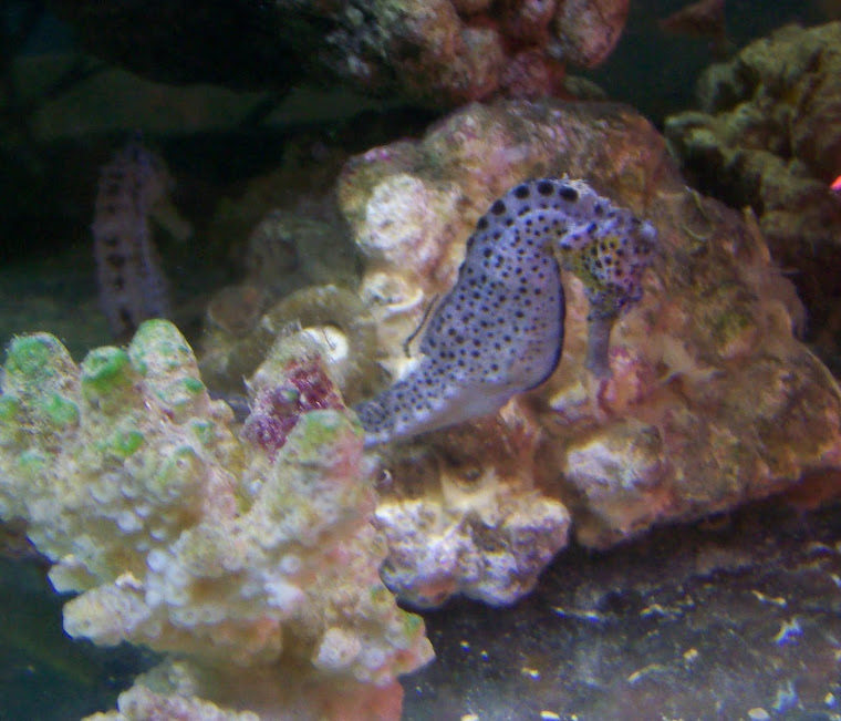 View Cavallucci Background