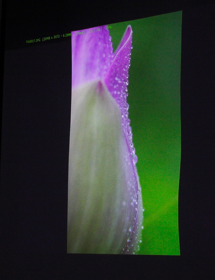 [è ·èŠ±èˆ‡æ°´ç ]