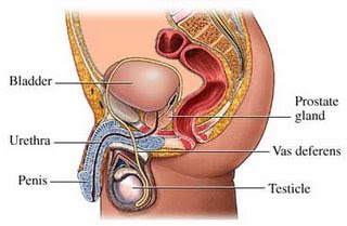 Anatomia prostatei