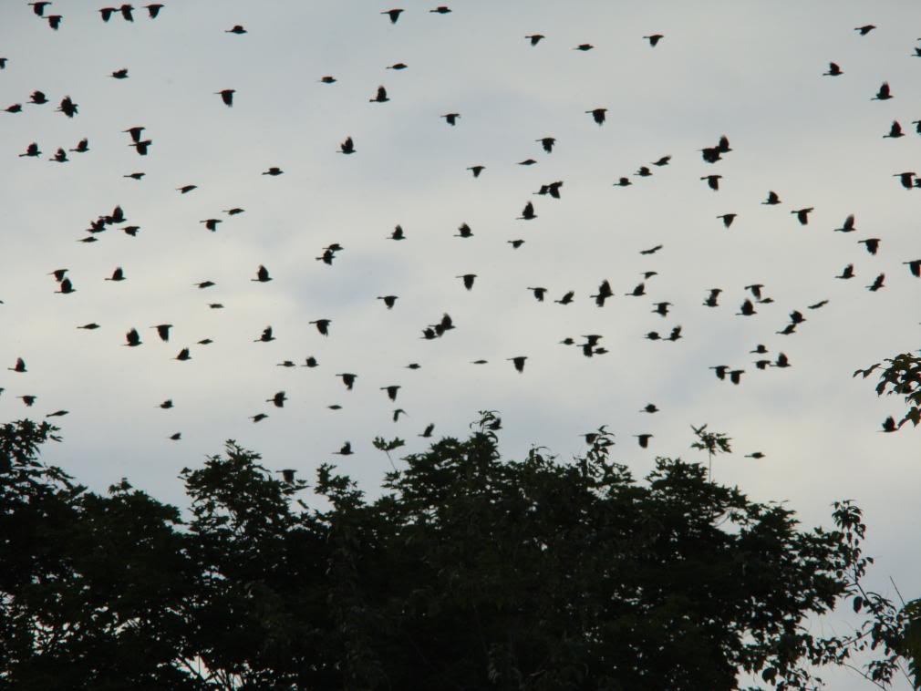 Kelly's Paranormal Page Why is it raining dead birds in the United States?