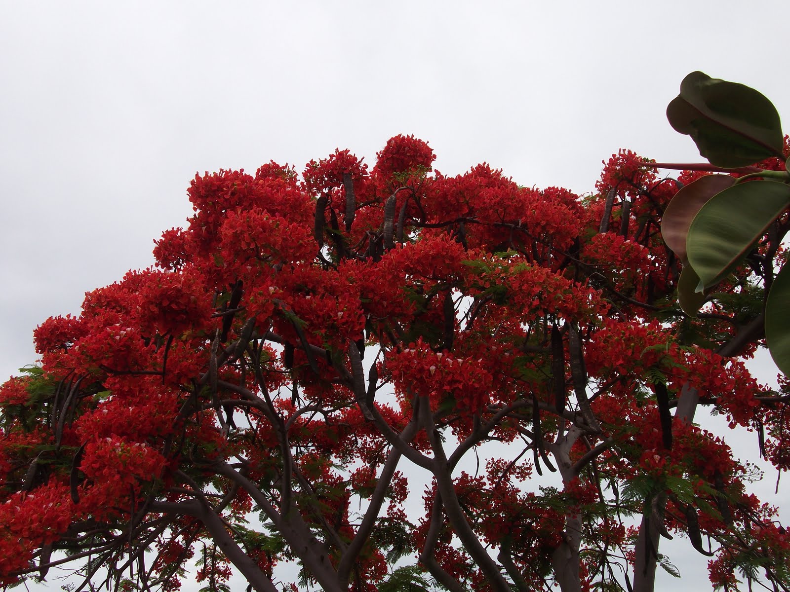 The Lives of the Jacksons St. Maarten Sun Set Beach Bar and Flowers