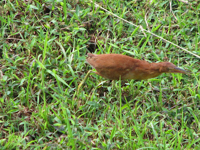 burung pucung
