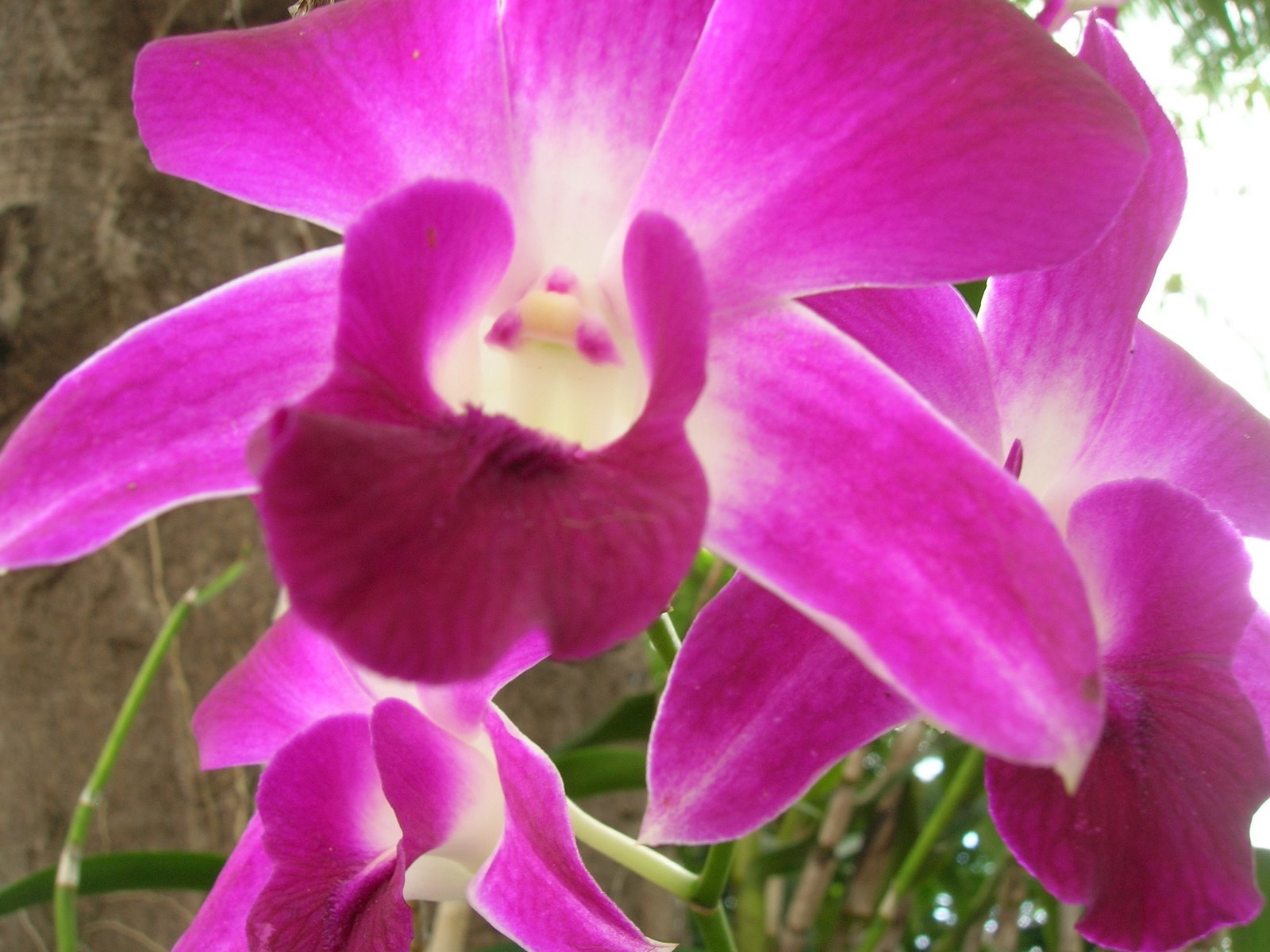 [ORCHIDEE.JPG]