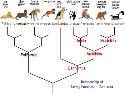importance of phylogenetic tree to evolutionary relationship of organism