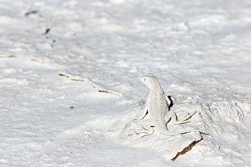 [white-sands-lizard.jpg]