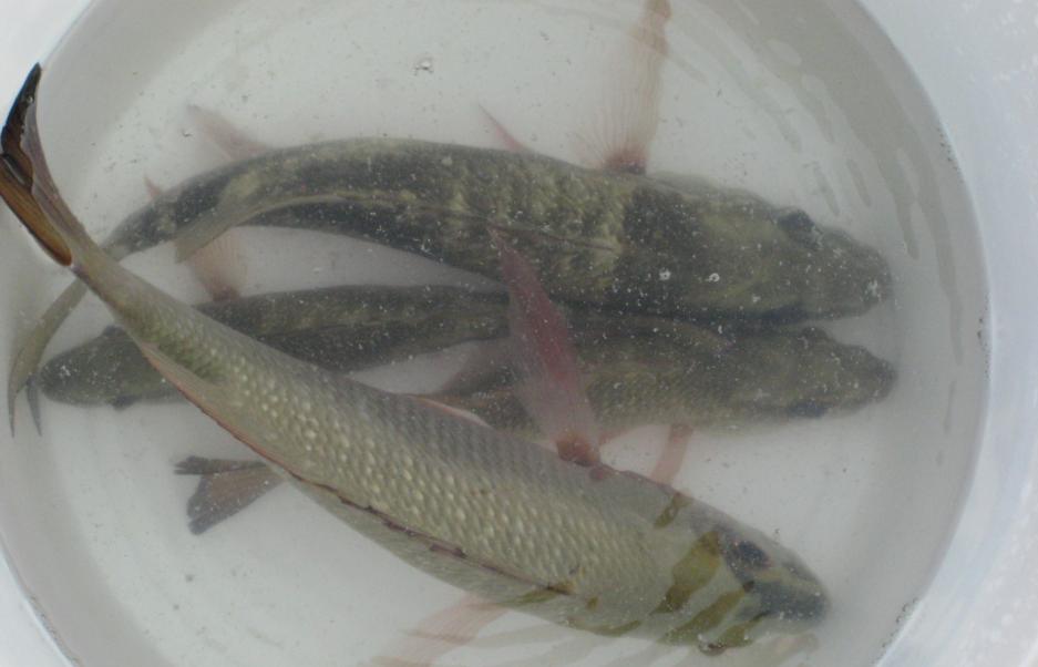 [pesca+3.JPG]