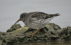 Purple Sandpiper Draycote Water