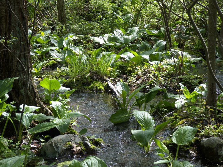 [Spring-Brook.jpg]
