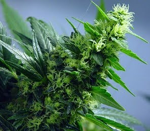 Marijuana and Pancreatitis