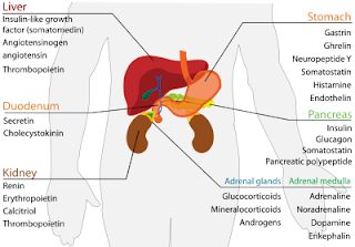 pancreatitis and alimentary system