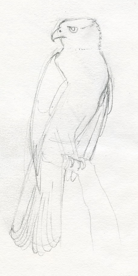 [hawk+1+crp+resz.jpg]