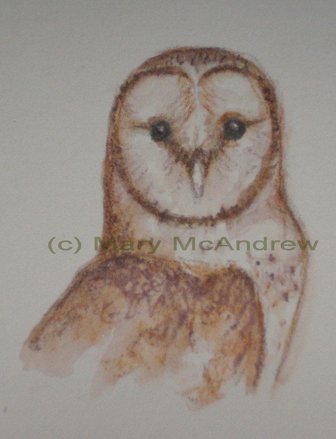[(c)+barn+owl.jpg]