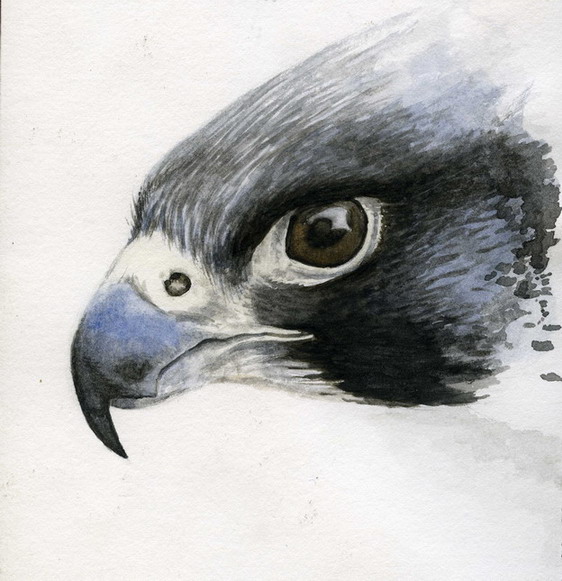 [Peregrine+wc+6+resz+2.jpg]