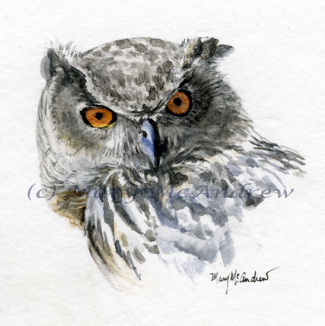 [(c)Eagle+Owl+Head.jpg]