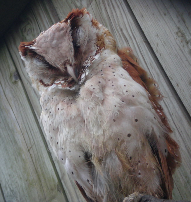 [Oriental+Bay+Owl+crp+resz.jpg]