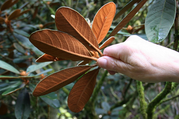 [underside+rhod+2+resz.jpg]