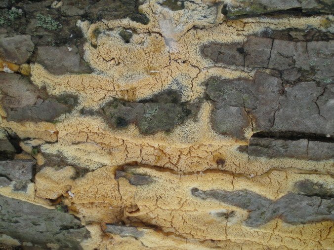 [yellow+lichens+2+resz.jpg]