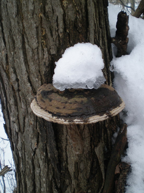 [Redbelt+fungus+resz.jpg]