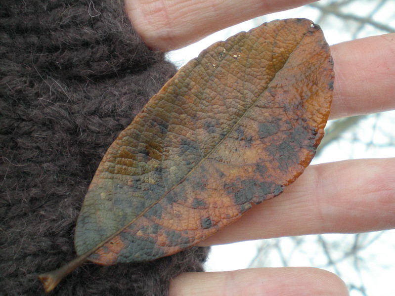 [leather+leaf+1+resz.jpg]