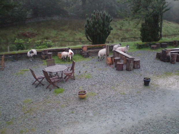 [sheep+in+courtyard+72dpi.jpg]