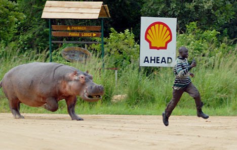 hippo-running-funny.jpg