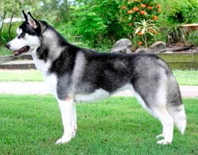 Husky Siberiano Husky Siberiano
