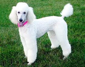 Poodle Poodle