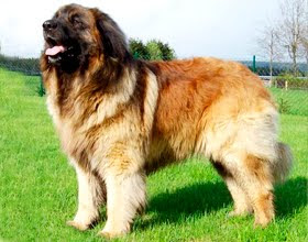 Leonberger Leonberger