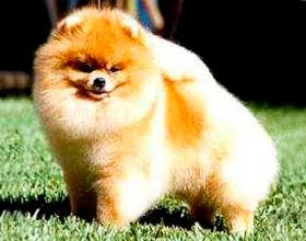 Spitz Alemão Anão Spitz Alemão anão
