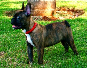 Bulldog Frances Bulldog Frances