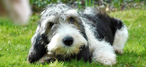 Basset Griffon da Vendeia Basset Griffon da Vendeia