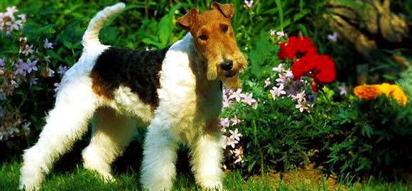 Fox Terrier Fox Terrier